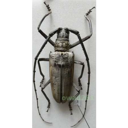 Batocera hercules Boisduval, 1835 male Indonesia, Sulawesi 68mm3